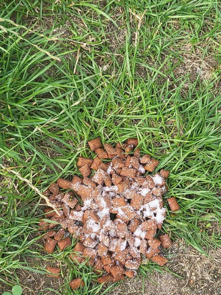 Giftköder-Giftköder?-Profilbild