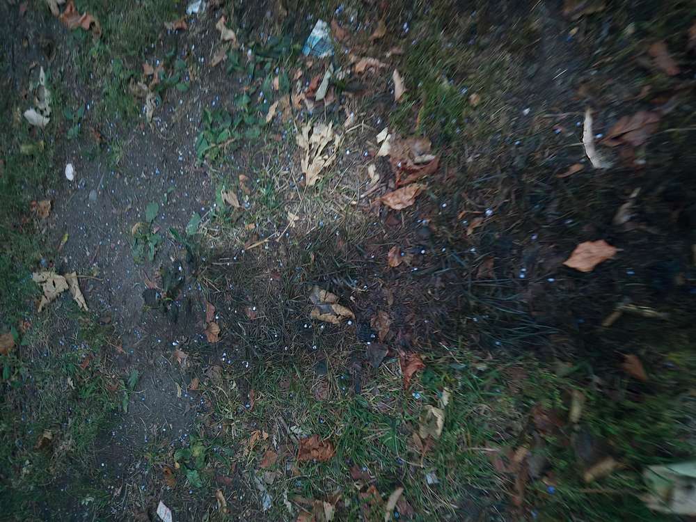 Giftköder-Blaukorn in großer Menge-Profilbild