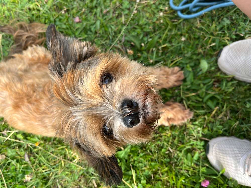 Suchmeldung-Amadeo-Profilbild