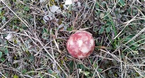 Giftköder-Vergiftete Wurst in Kruckel?-Profilbild