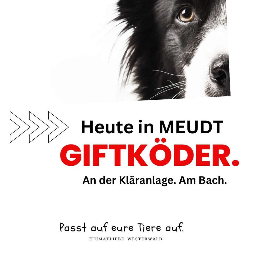 Giftköder-Giftköder-Profilbild