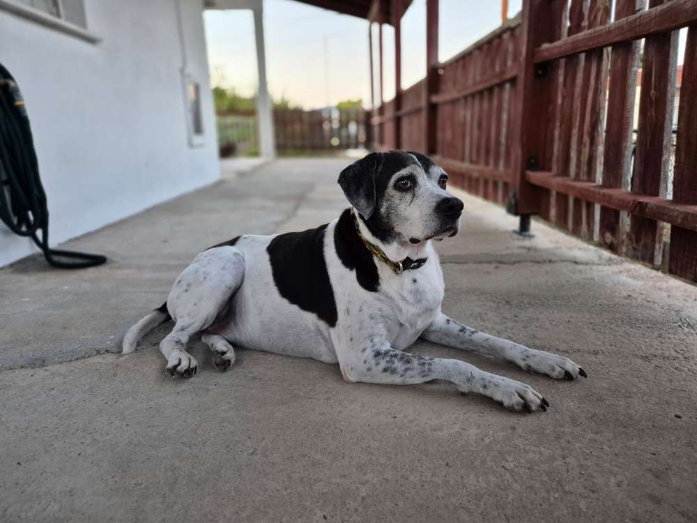 Suchmeldung-Hector-Profilbild