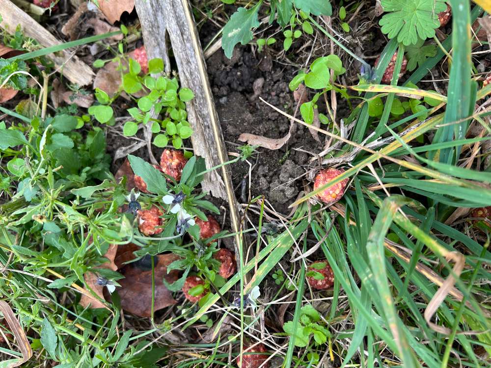 Giftköder-Vermutlich Rattengiftköder-Profilbild