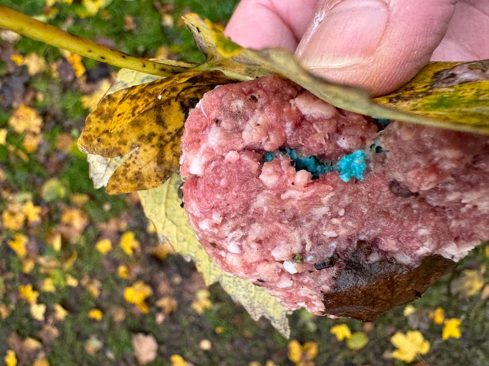 Giftköder-Giftköder am Rossbach -Profilbild