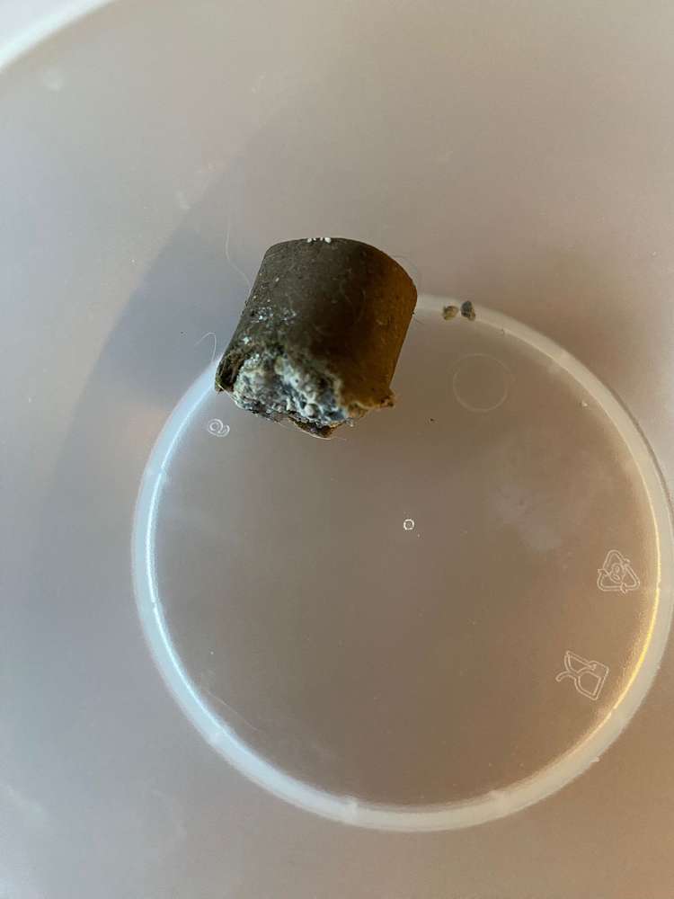 Giftköder-Giftköder-Profilbild