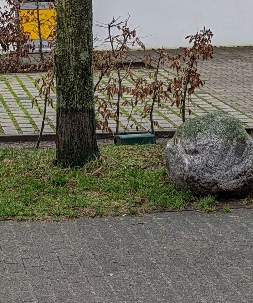 Giftköder-Rattengiftfallen ungesichert neben Gehweg -Profilbild