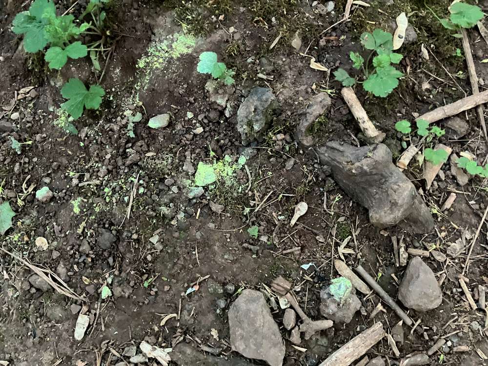 Giftköder-Giftgrünes Pulver Nussberg Hundewiese-Profilbild