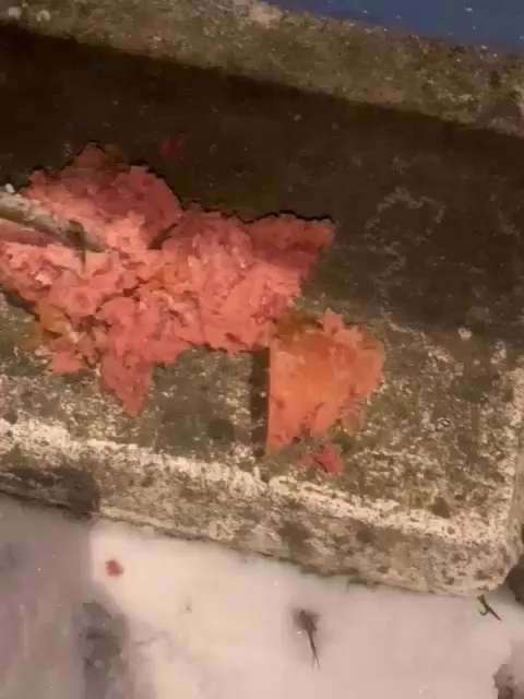 Giftköder-Giftköder-Profilbild