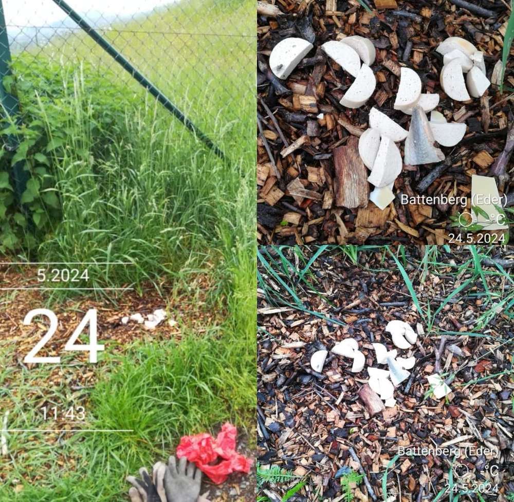 Giftköder-Giftköder-Profilbild