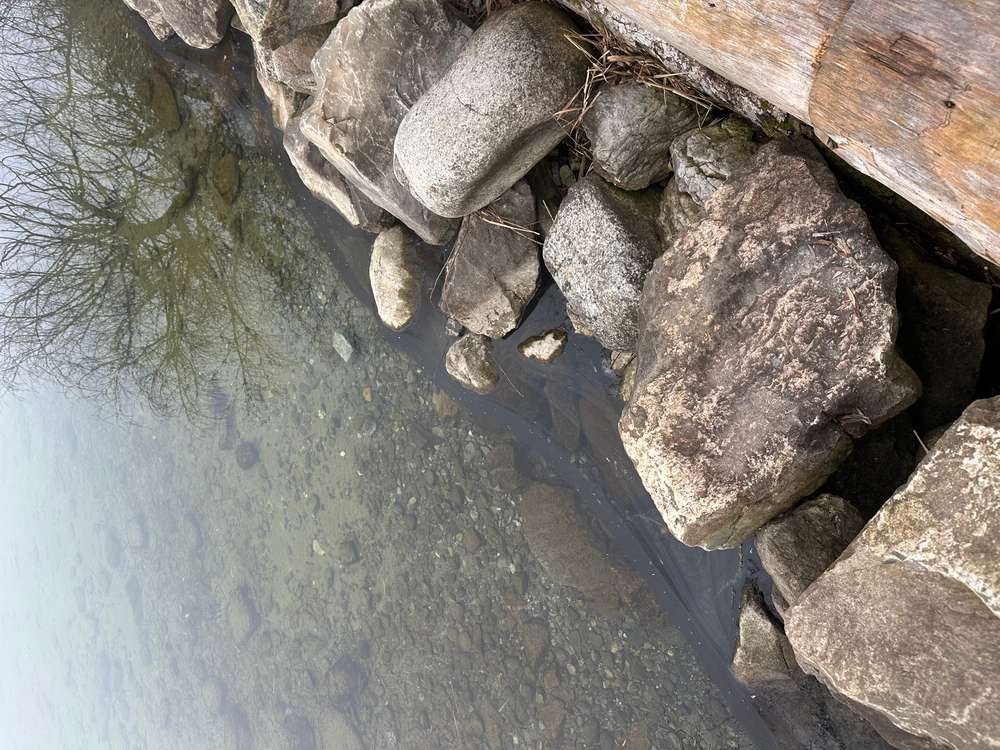Giftköder-Biofilm am Ufer Sempach-Profilbild