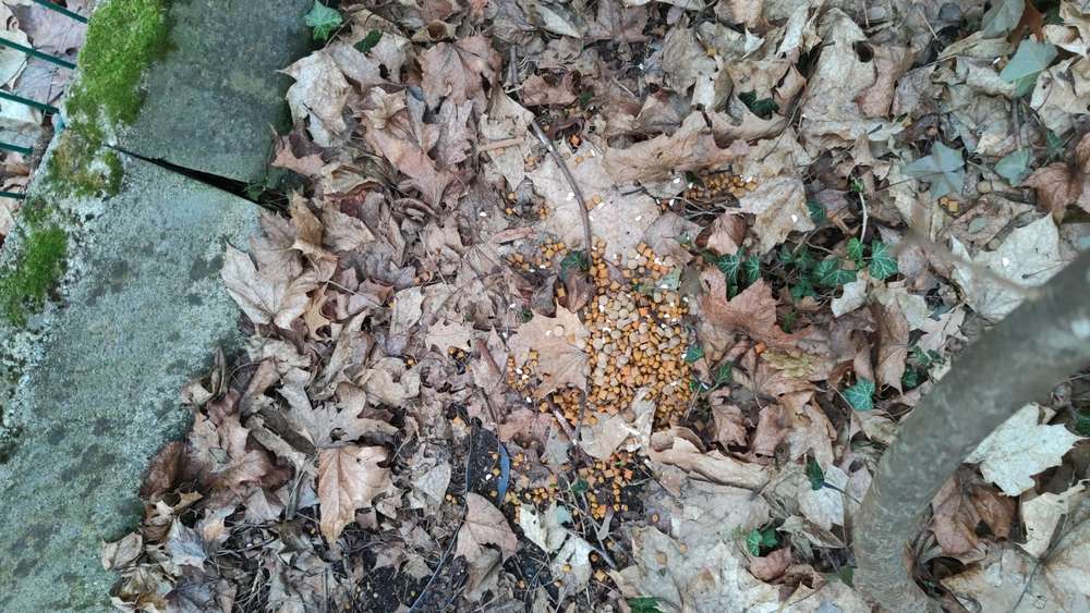 Giftköder-Trockenfutter mit weißen Tabletten in einer Ecke am Zaun-Profilbild
