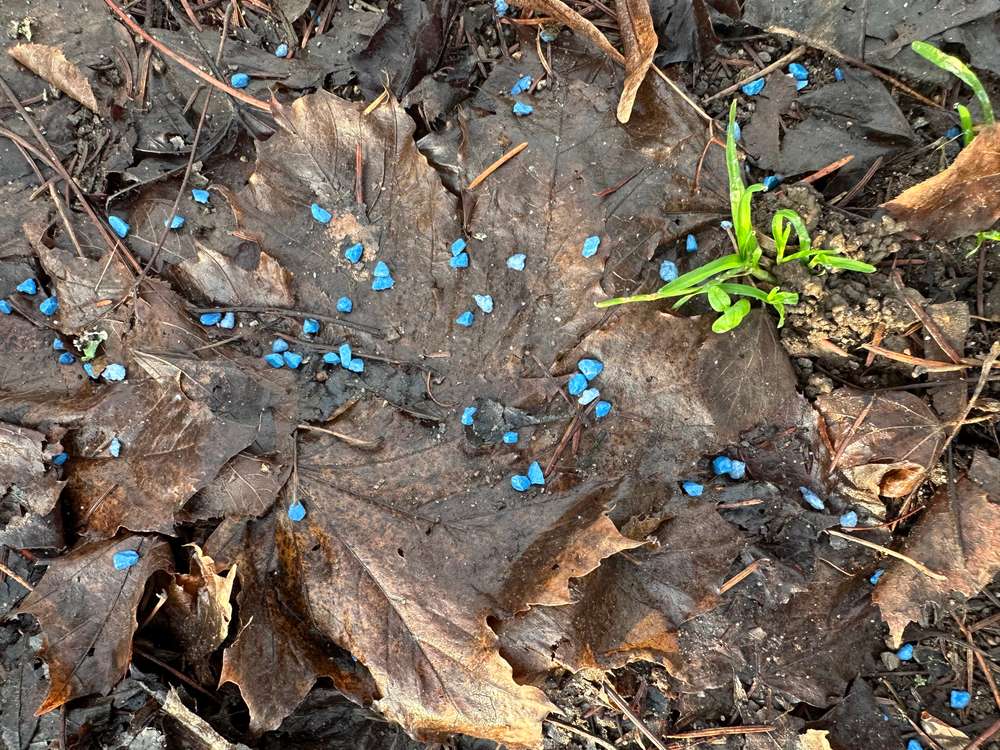 Giftköder-Gift-Profilbild