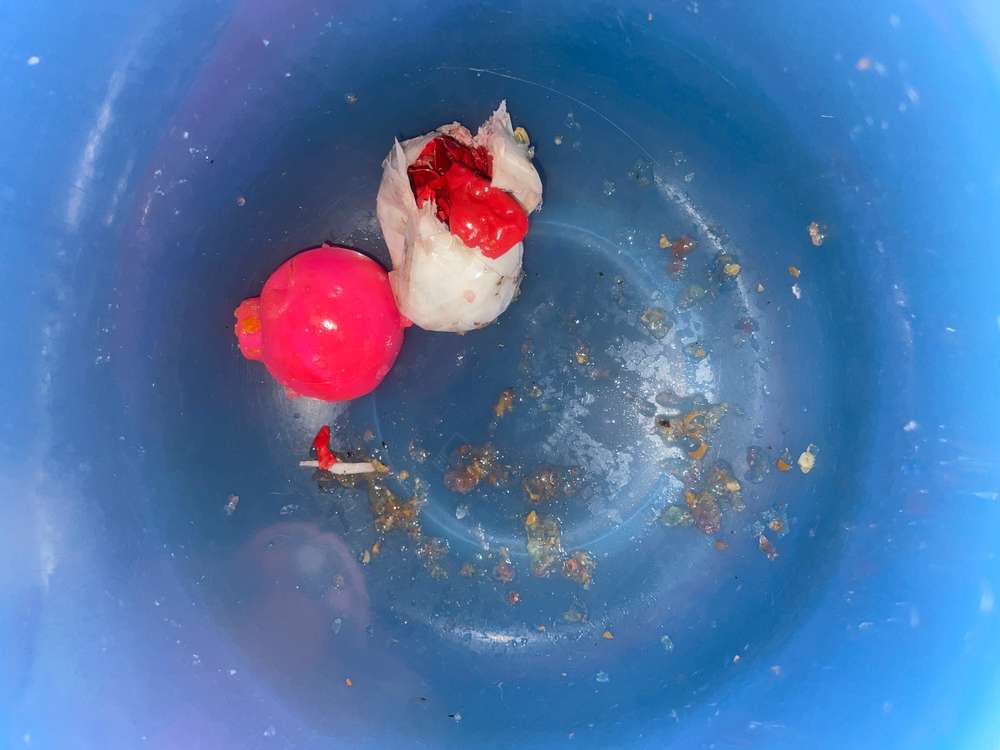 Giftköder-Eventueller Giftköder gefunden-Profilbild