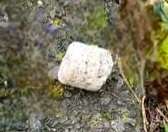 Giftköder-Giftköder -Profilbild