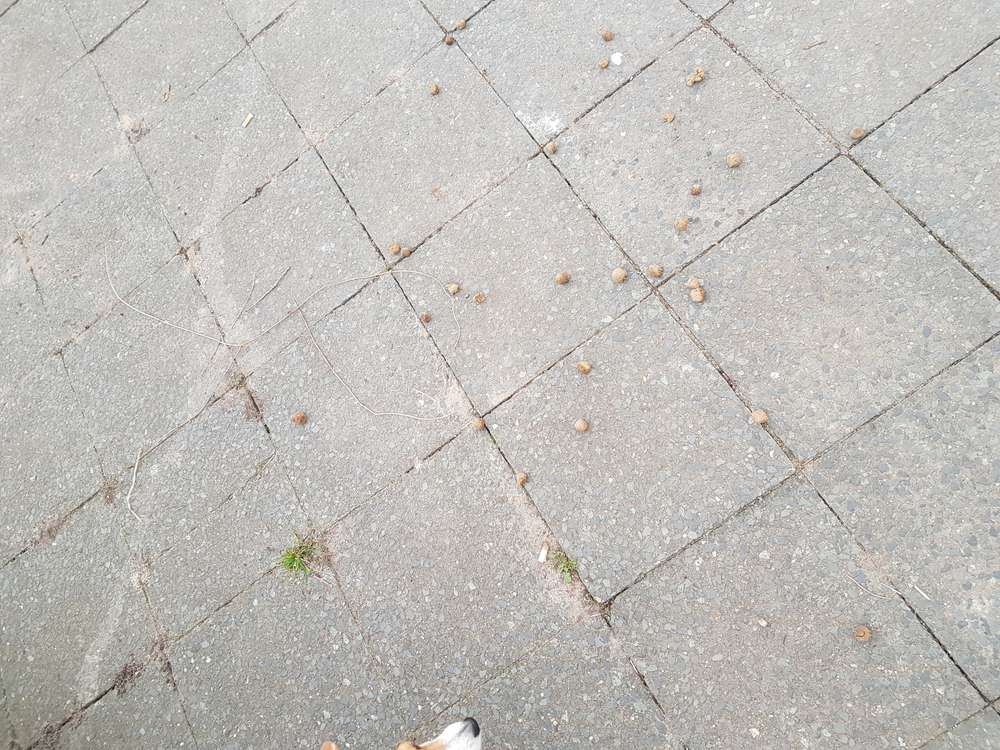 Giftköder-Evtl. giftiges Trockenfutter ⛔-Profilbild