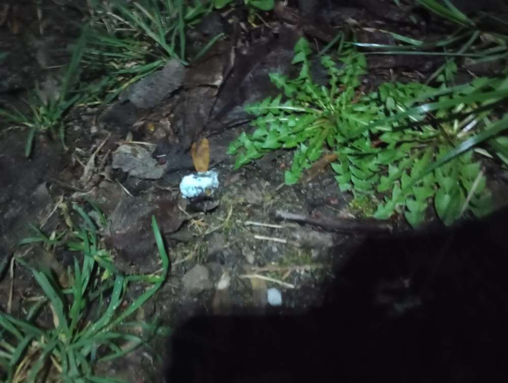 Giftköder-Giftköder -Profilbild