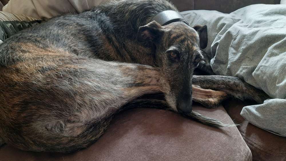 Giftköder-Giftköderwarnung-Profilbild