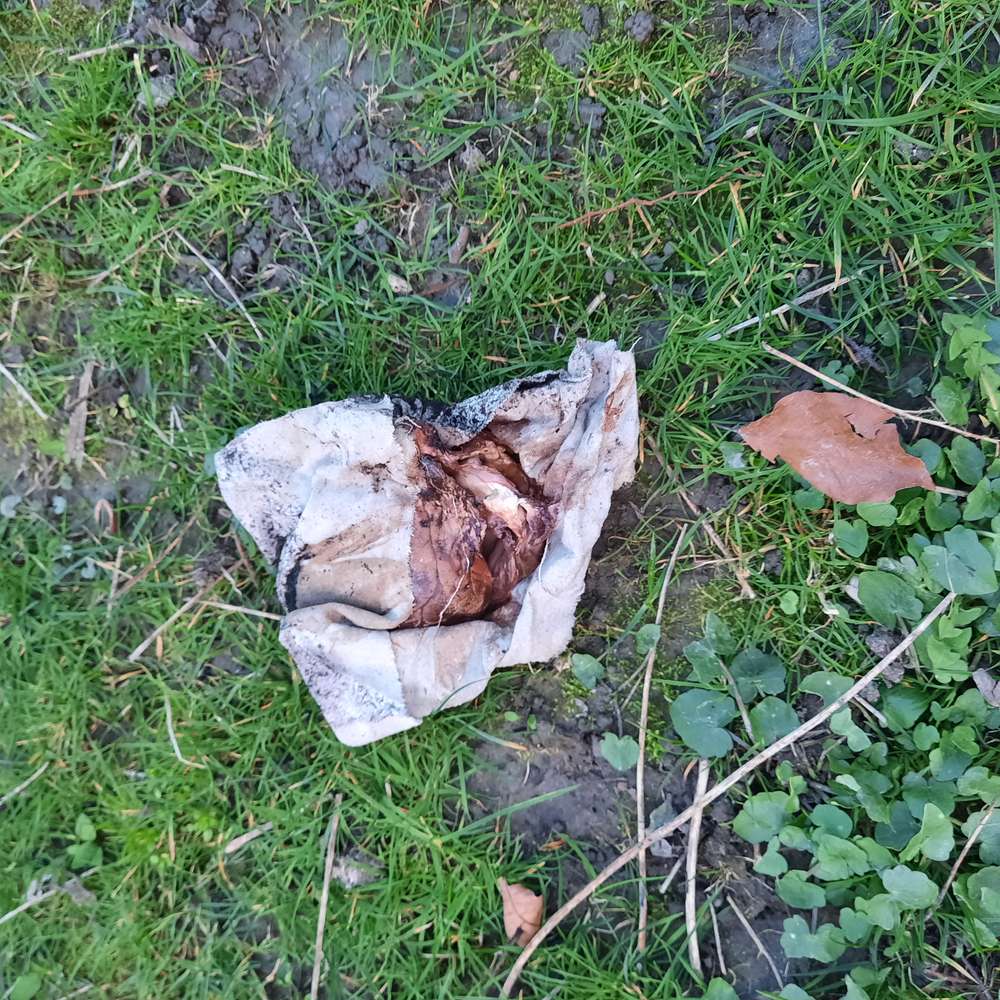 Giftköder-Schweineherz mit Nadeln-Profilbild