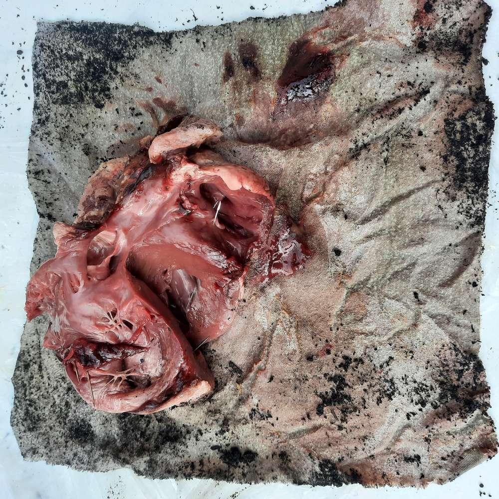 Giftköder-Schweineherz mit Nadeln-Profilbild