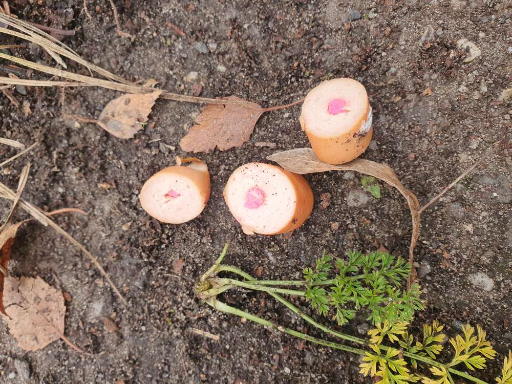 Giftköder-Giftköder-Profilbild