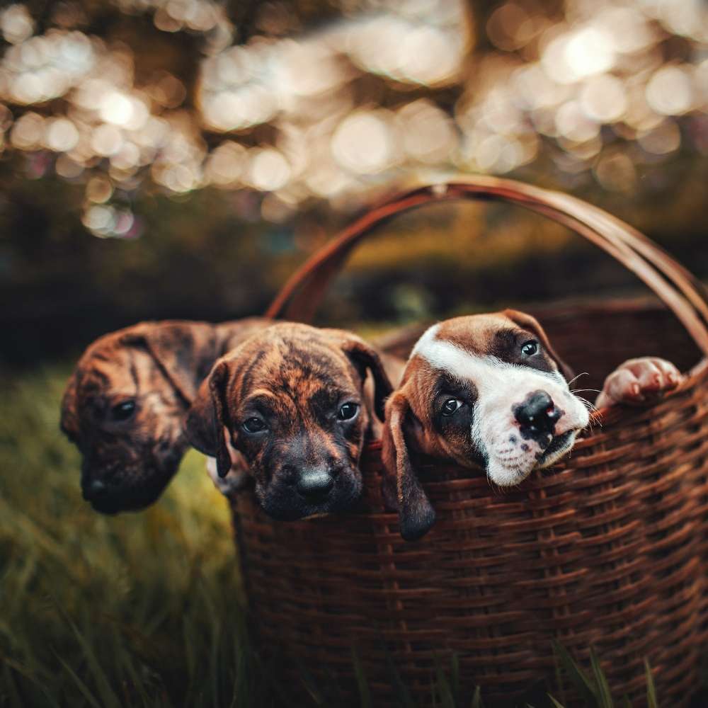 Puppies Banner
