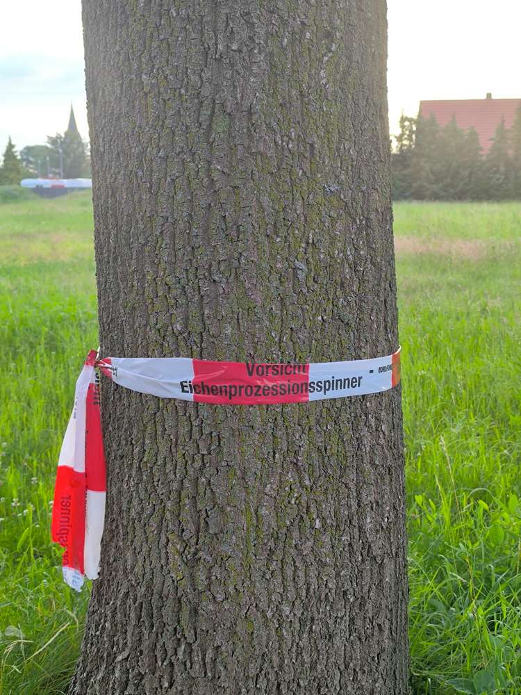 Giftköder-Eichenprozessionsspinner -Profilbild
