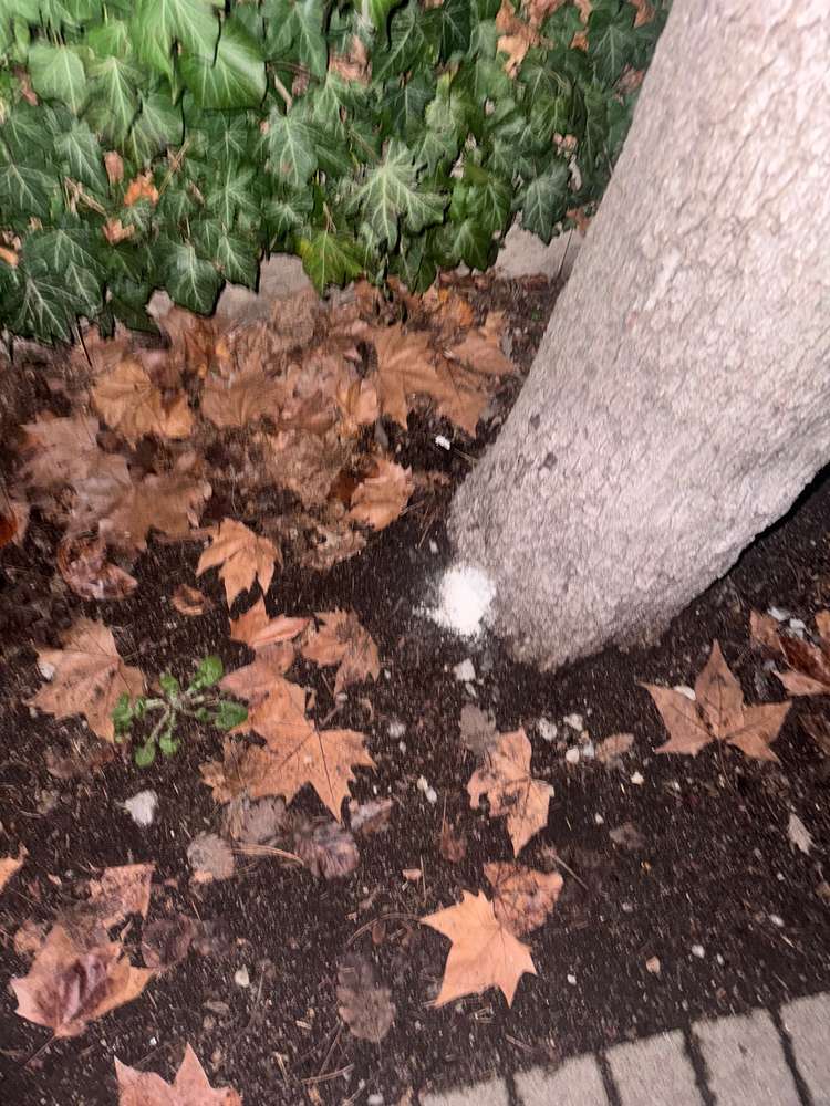 Giftköder-Weißes Pulver-Profilbild