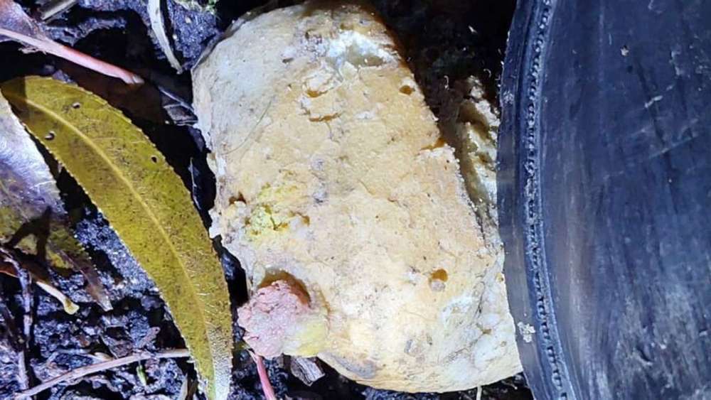 Giftköder-Vergiftetes Brötche-Profilbild