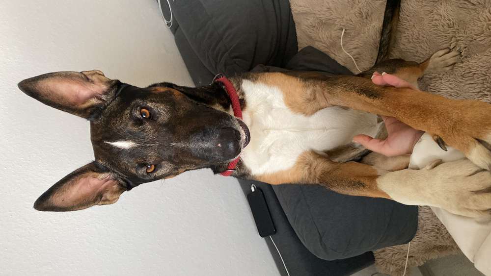 Suchmeldung-Rocky -Profilbild