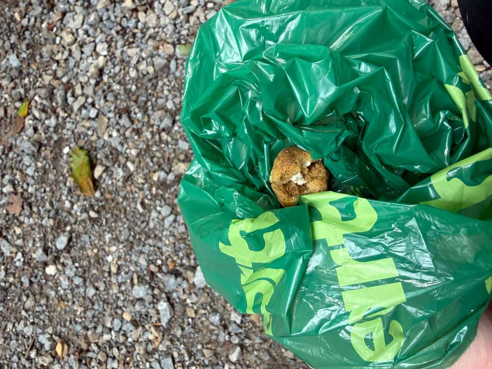 Giftköder-Leckerchen mit weißer Substanz befüllt -Profilbild