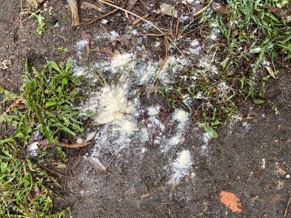 Giftköder-Weißes Pulver-Profilbild