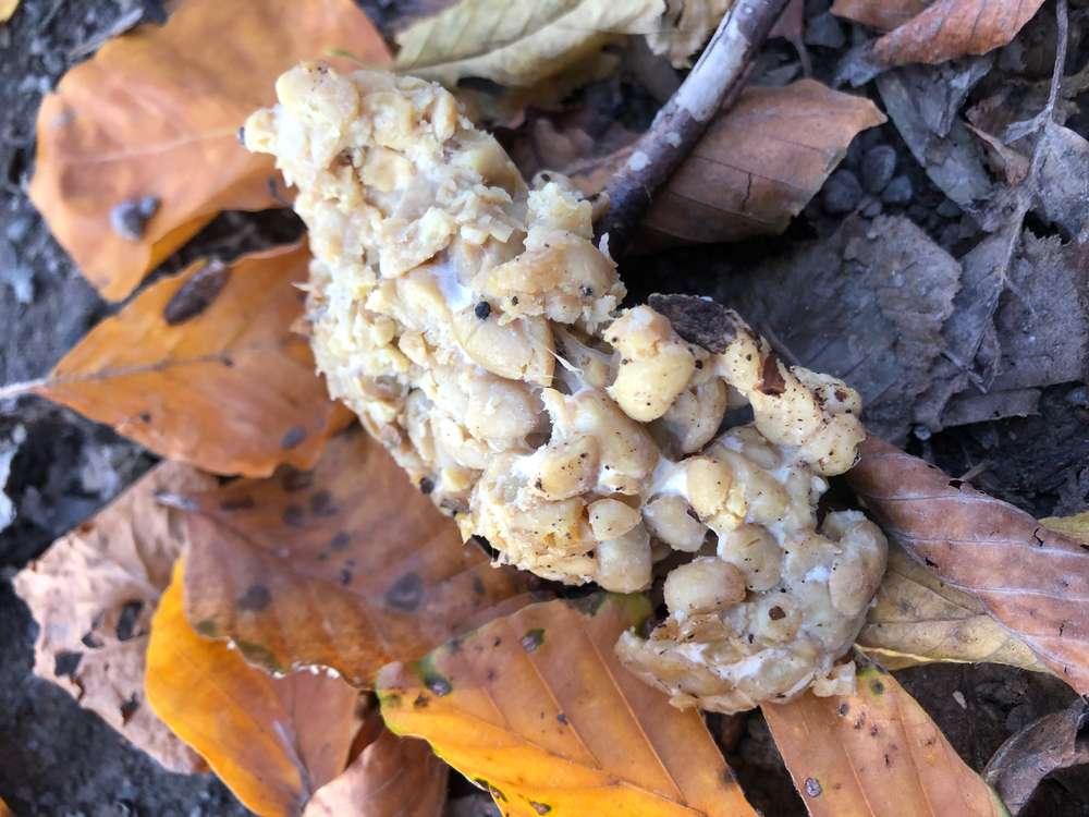 Giftköder-Giftköder (vermutlich)-Profilbild