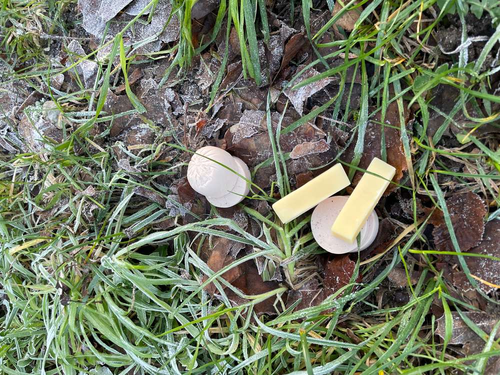 Giftköder-Vermeintliche Giftköder-Profilbild