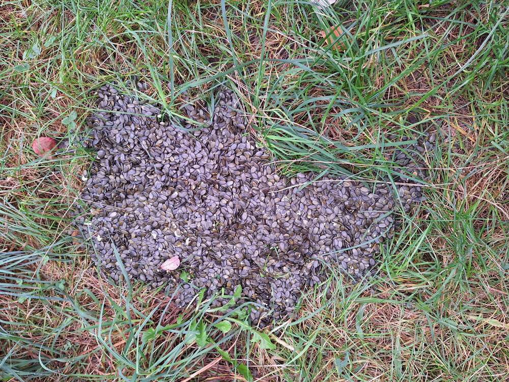 Giftköder-evtl. Giftköder-Profilbild