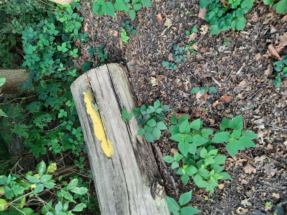 Giftköder-Gelbes Pulver auf altem Baumstamm-Profilbild