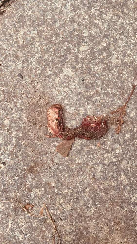 Giftköder-Giftköder Fleischstücke-Profilbild