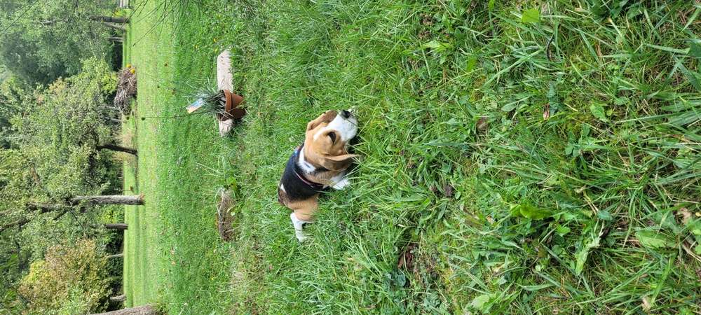 Suchmeldung-Billy-Profilbild