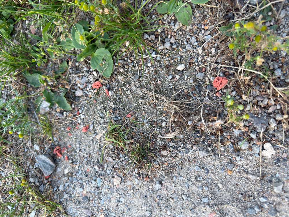 Giftköder-Rotes Granulat -Profilbild