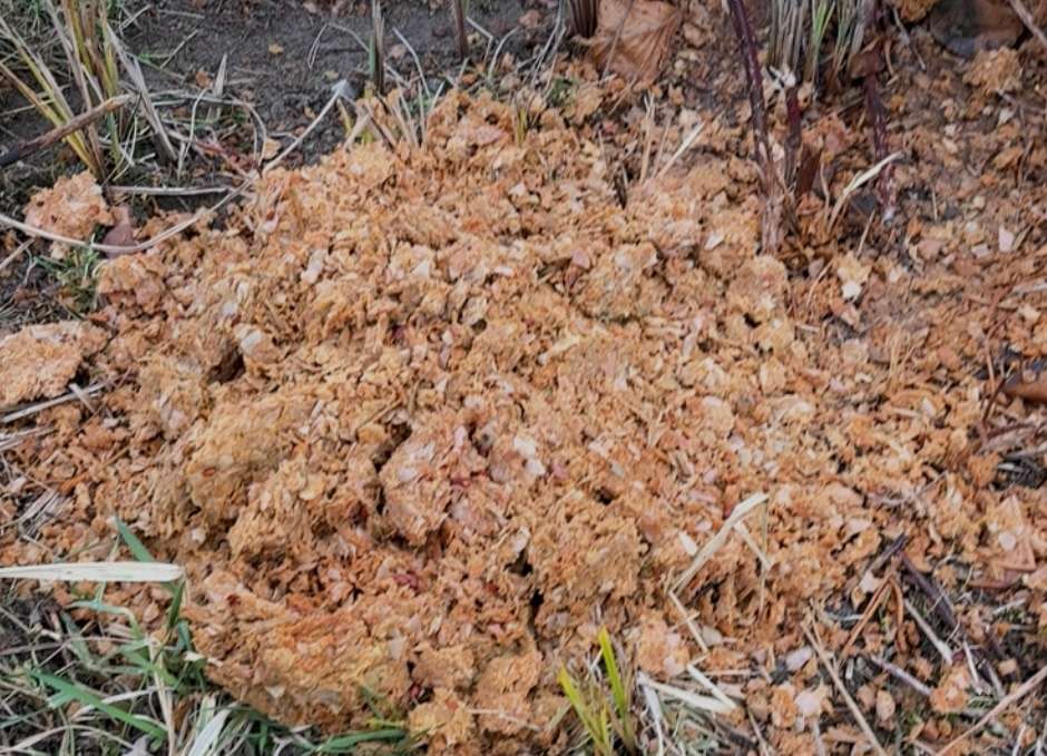 Giftköder-Giftköder -Profilbild