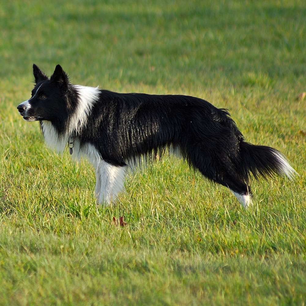 Border Collie Banner
