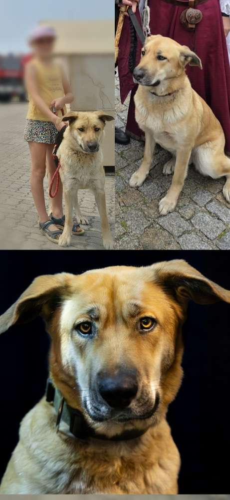 Suchmeldung-Skadi -Profilbild