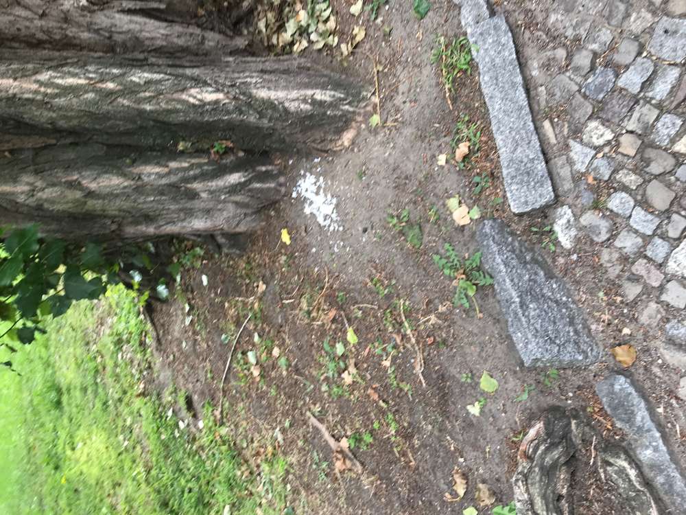 Giftköder-Gekochter Reis ausgelegt-Profilbild