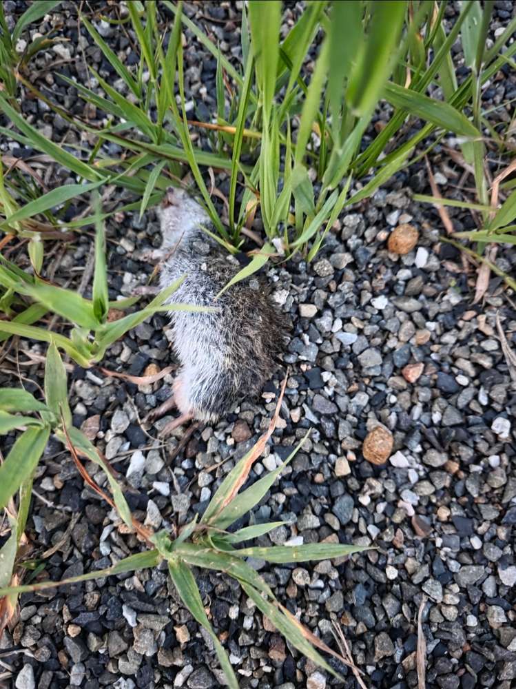 Giftköder-Tote Maus vermutlich mit Giftköder-Profilbild