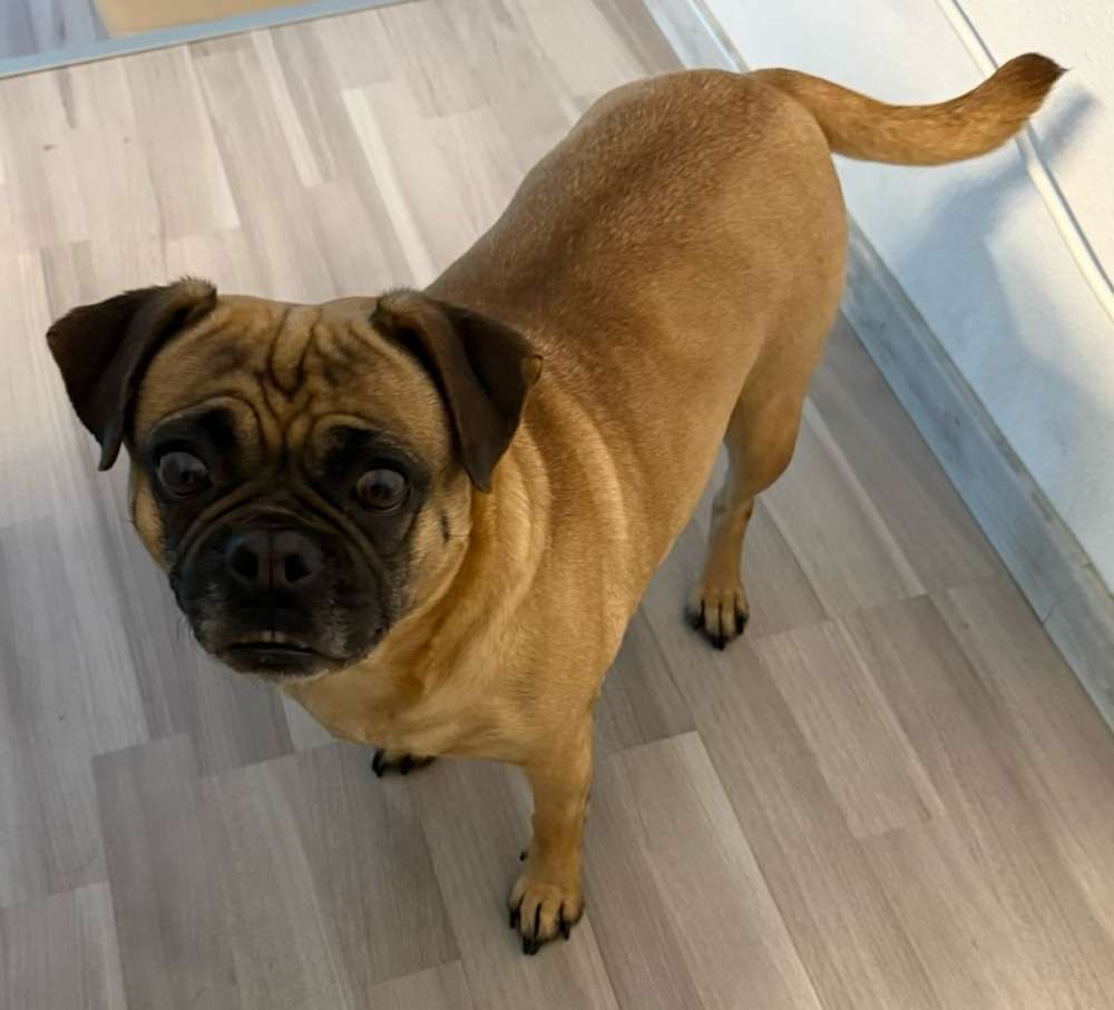 Suchmeldung-Toffee-Profilbild
