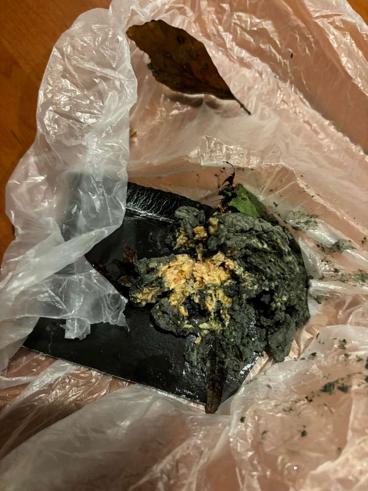 Giftköder-Giftköder-Profilbild