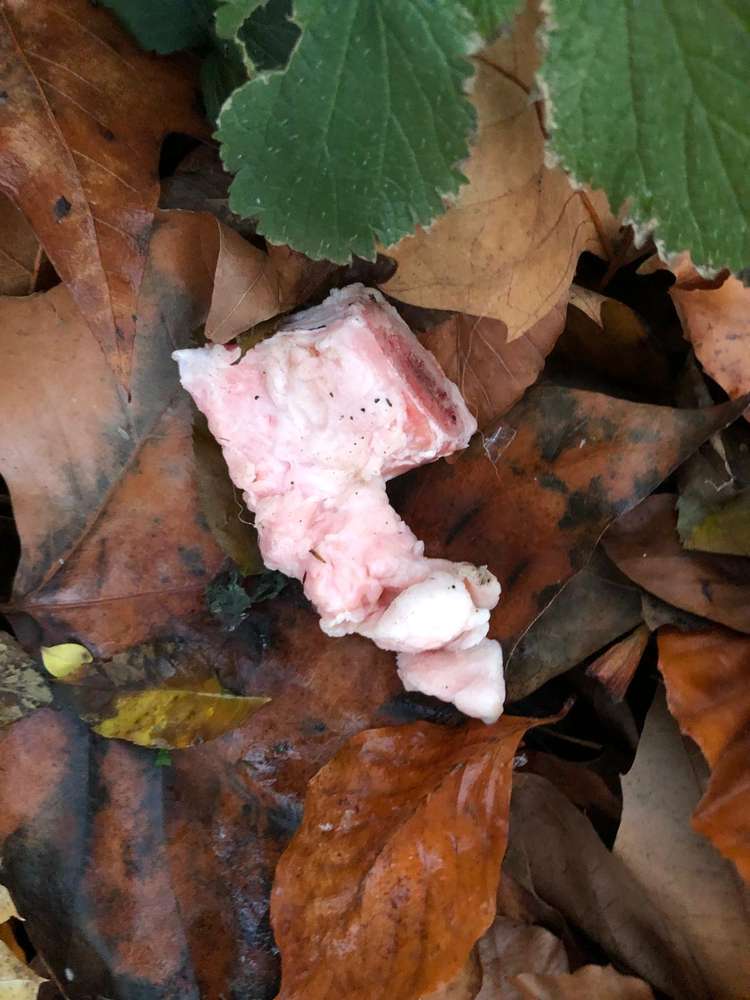 Giftköder-Möglicher Giftköder-Profilbild