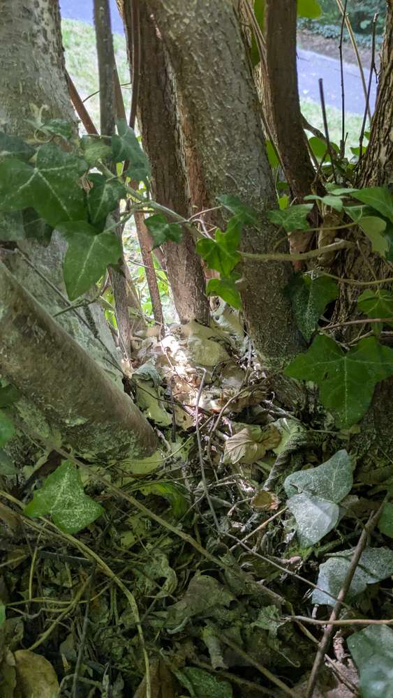 Giftköder-Möglicherweise Gift. Rattengift?-Profilbild