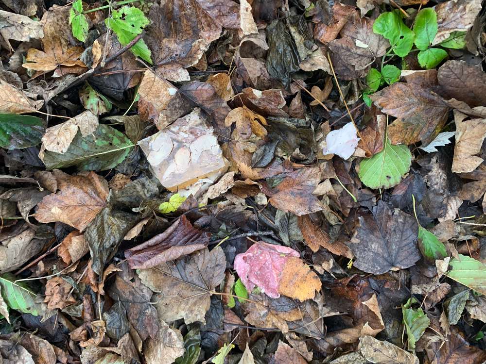 Giftköder-Giftköder ?-Profilbild