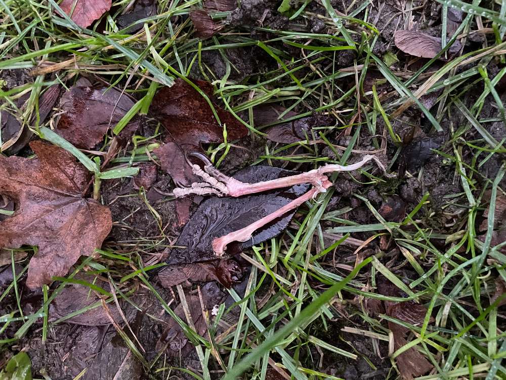 Giftköder-Eventuell giftig-Profilbild