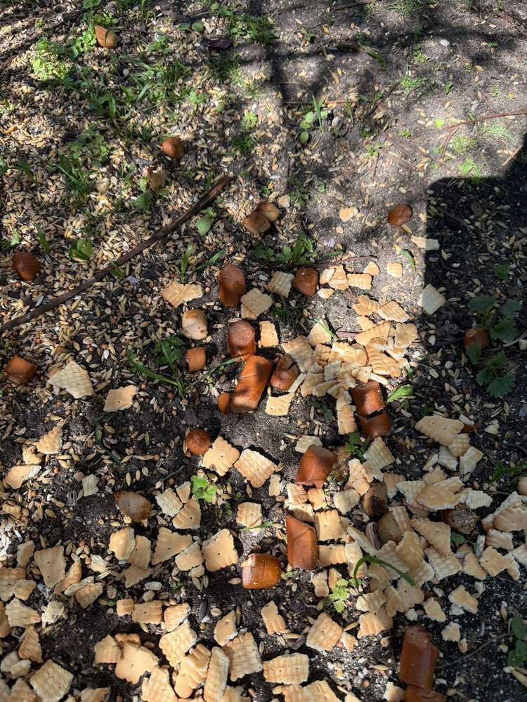 Giftköder-Mögliche Giftköder-Profilbild